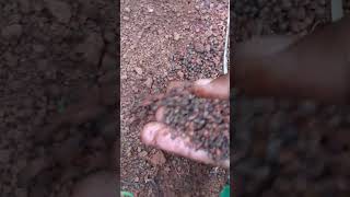 FERTILIZER APPLICATION SEMICIRCULAR BOND [upl. by Nylessoj309]