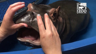 Baby Hippo Fiona Gets a Dental Check  Cincinnati Zoo [upl. by Enytnoel]