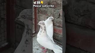 🕊️👀🕊️pigeon kabootar lovesong 🙏sportsviralvideo tranding👑subscribe [upl. by Ahsienal355]