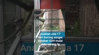 aviary burung sangersemuaorang aviary burungsanger shortsbirds sorotan kenari [upl. by Boaten]