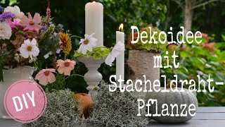 DIY DEKOIDEEN mit STACHELDRAHTPFLANZE Calocephalus brownii  EINFACH selber machen [upl. by Lehcear629]