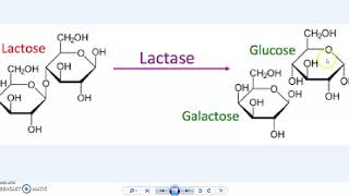 9C Lactase Enzyme Virtual Lab Part 1 Fillable Spreadsheet Included [upl. by Oravla]