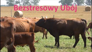 Bezstresowy Ubój bydła na Pastwisku  Bydło Polskie Czerwone [upl. by Ahsielat295]