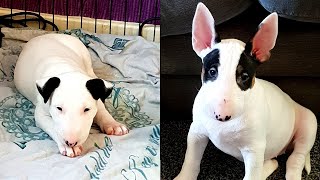 Cutest Bull terrier puppy compilation you will ever see [upl. by Gagnon564]