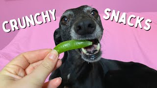 My dog eats crunchy snacks  Happy whippet [upl. by Olva]