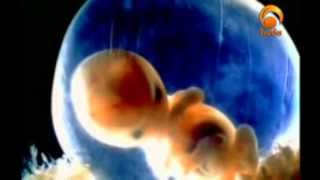 Human Embryo Development  The scientific miracles of Quran [upl. by Arlynne]