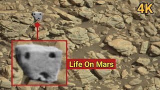 NASA Mars Perseverance Rover Sent Extremely Shocking Images of Potential Life On MarsCuriosity View [upl. by Gnehs]