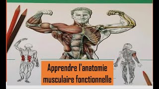 Apprendre lanatomie musculaire fonctionnelle [upl. by Brinkema]