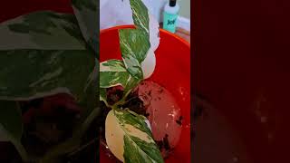 Pest Treatment for Plants  Bubble Bath for Plants 🪴 [upl. by Peugia910]