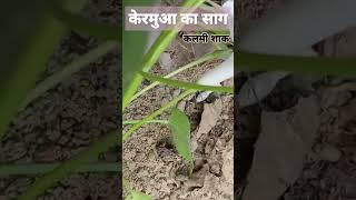 केरमुआ का साग  scientific name Ipomoea aquaticakalmi sag or nali or nari sag botany shorts [upl. by Aikimat]