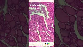 Simple cuboidal epithelium [upl. by Bendix]