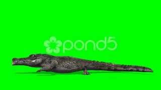 Crocodile Alligator Walks  Green Screen [upl. by Leizahaj]