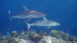 sharks on ellaidhoo [upl. by Irdua]