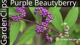 Purple Beautyberry  Callicarpa dichotoma  quotSemiquot Edible Purple Beauty berry [upl. by Hunfredo54]