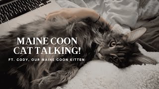 Maine Coon Cat Talking  “I Want My Morning Cuddles” [upl. by Earazed]