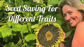 Seed Saving For Different Traits seeds seedsaving gardening sunflower grow growyourownfood [upl. by Katzir480]