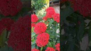 Ixora beautyterracegardening [upl. by Riana]