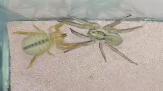 Wolf spider vs camel spider 🕷️ wildlife [upl. by Anselmi952]