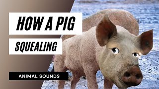 Pig Squealing Sound Effect  the animal sounds  pig squealing sounds  sound effect  animation [upl. by Schmitt762]