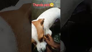 Thanda pani rotter dog doglover therott funny streetdogchiku comedyfilms [upl. by Ydnik]