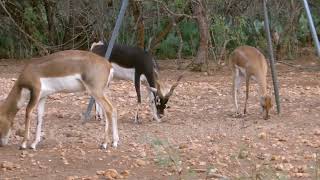 Darting Blackbuck [upl. by Brittne850]