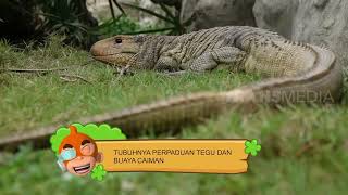 Kadal Caiman VS Ular  SI OTAN 100222 [upl. by Anitak]