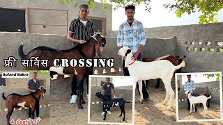 Free Crossing Service अच्छी क्वालिटी की बीटल बकरियाँ जो ब्रीडिंग फार्म के मुनाफ़े को डबल कर देगी [upl. by Arikahs]