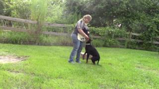 ARC Beaucerons  Puppy Obedience Training [upl. by Ahsehat485]