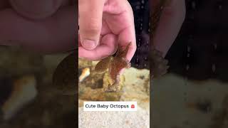 Baby octopus octopus babyoctopus short [upl. by Ennairrek644]