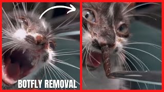 Cat botfly removal [upl. by Marjie]