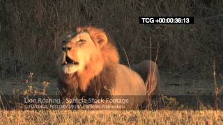 Lion Roaring HD wild deep and LOUD [upl. by Fahey665]