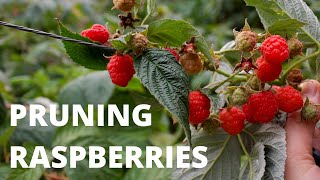 PRUNING EVERBEARING RASPBERRIES  The 2 Methods [upl. by Barra]