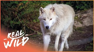 Pack Life At Yellowstone National Park  White Wolf  Real Wild [upl. by Kleon]