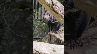 Tasmanian devil runs around zoo animals australianAnimals tasmaniandevil [upl. by Sulakcin718]