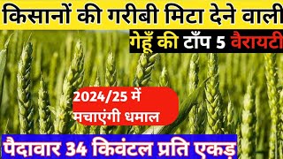 Gehu ki best variety🌾गेहूं की सबसे अधिक पैदावार देने वाली 5 वैरायटी🌱Wheat Top Variety in 202425 [upl. by Donna]