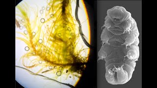 swift sw380t OMG micro organisms in the Swedish moss [upl. by Murrell]