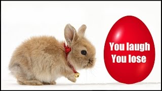 Try not to laugh or smile  Funny Bunny  2018  Easter edition [upl. by Deerdre]