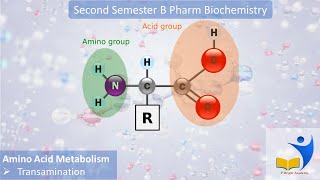 aminoacid metabolism Transamination Malayalam Explanation [upl. by Ramaj618]