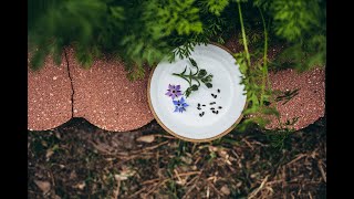 Collecting and Saving Borage Seeds [upl. by Eelidnarb]