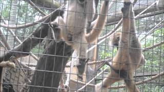 Two male monkeys performingwell just watch the video and find out [upl. by Jojo]