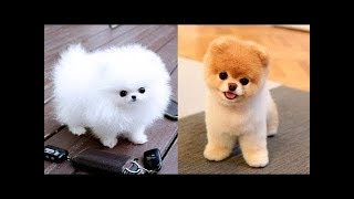 Lustige und süße Pomeranian Videos 3 lustige hunde [upl. by Oiliduab]