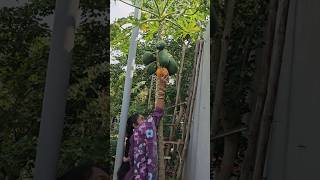 Papaya బొప్పాయి harvesting cutting papaya mygarden gardening harvesting shortvideo ytshorts [upl. by Elisee735]