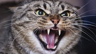 Male Cat in Heat Sounds  Male Cat Calling Female  Male Cat Mating Call Sound Effect  Cat Voice [upl. by Morice]