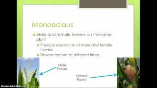 Comparing Types of Flowers [upl. by Hackney]