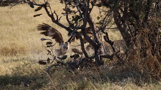 Leopard hunt and kill Martial eagle in Botswana [upl. by Mmada]