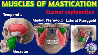 MUSCLES OF MASTICATION। Masseter Medial Pterygoid Lateral Pterygoid amp Temporalis muscles anatomy [upl. by Tuck]