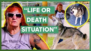 Tia Torres Saves The Life Of An Aggressive Rescue Dog  Pit Bulls amp Parolees [upl. by Nehttam]