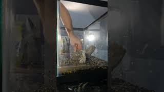 Tank build Aquscaping shorts viral jamming aquascape trending fyp [upl. by Egag947]