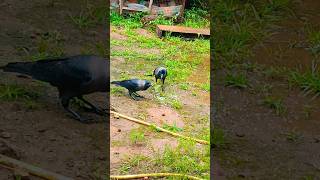 CROW SHORTSHORT FEEDsubscribe [upl. by Odraude]