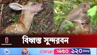 ৯৬টি মৃ ত হরিণসহ বহু প্রাণীর ম র দে হ মিলছে সুন্দরবনে  Sundorbon  Independent TV [upl. by Notrub]